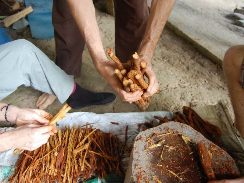 ayahuasca medicine at ayahuasca retreat center in ecuador