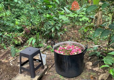 medicinal plant bath after ayahuasca ceremony in ecuador